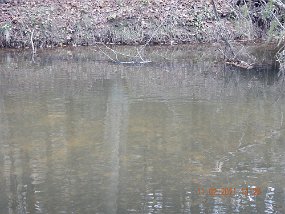 $ClarkCreek 11-2-2021005$ Water was slow and cloudy but you could see the stockers here and there.